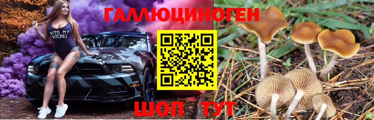 Псилоцибиновые грибы Psilocybine cubensis Ейск
